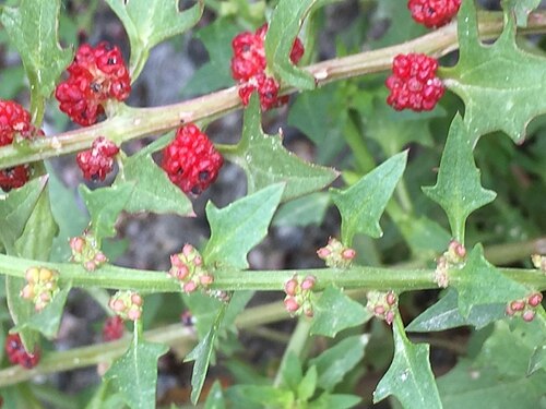 Leafy goosefoot: Strawberry Goosefoot