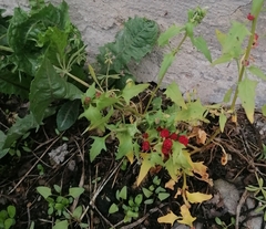 Leafy goosefoot (Blitum virgatum)