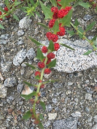 Leafy goosefoot: Strawberry Goosefoot