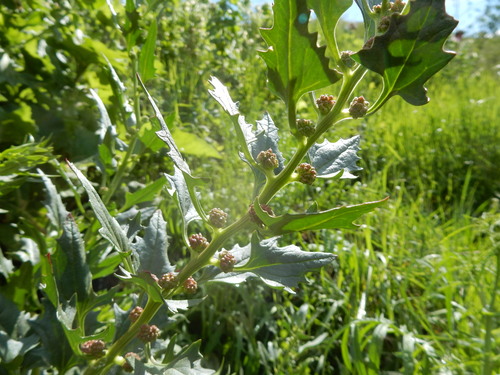Leafy goosefoot (Blitum virgatum)