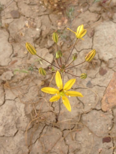 Bloomeria clevelandii (Bloomeria clevelandii)