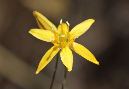 Bloomeria clevelandii (Bloomeria clevelandii)