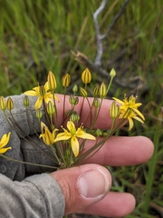 Bloomeria clevelandii (Bloomeria clevelandii)
