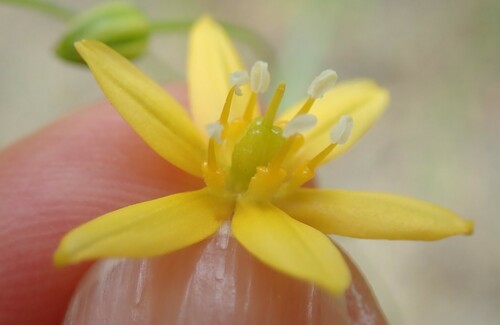 Bloomeria clevelandii (Bloomeria clevelandii)