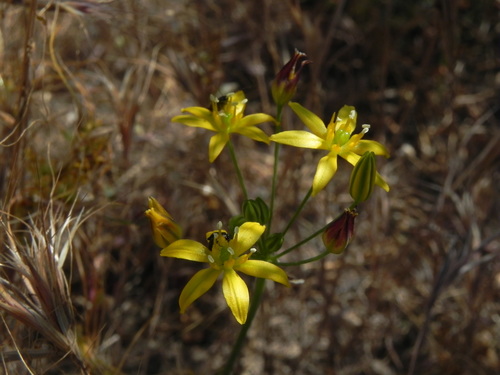 Bloomeria clevelandii (Bloomeria clevelandii)