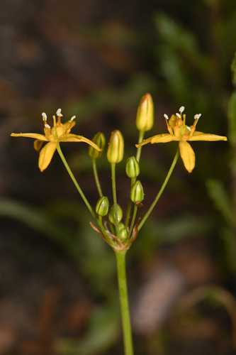 Bloomeria clevelandii (Bloomeria clevelandii)