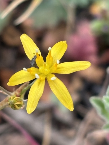 Bloomeria clevelandii (Bloomeria clevelandii)