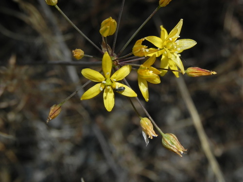 Bloomeria clevelandii (Bloomeria clevelandii)