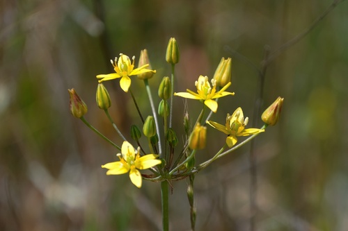 Bloomeria clevelandii (Bloomeria clevelandii)