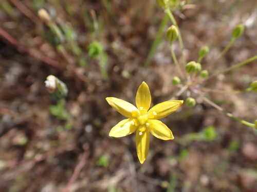 Bloomeria clevelandii (Bloomeria clevelandii)