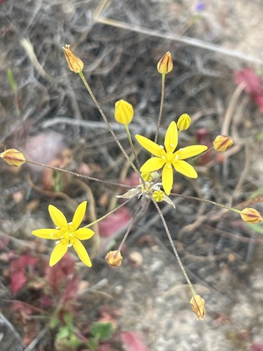 Bloomeria clevelandii (Bloomeria clevelandii)