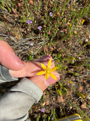 Bloomeria clevelandii (Bloomeria clevelandii)