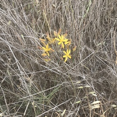 Common goldenstar (Bloomeria crocea)