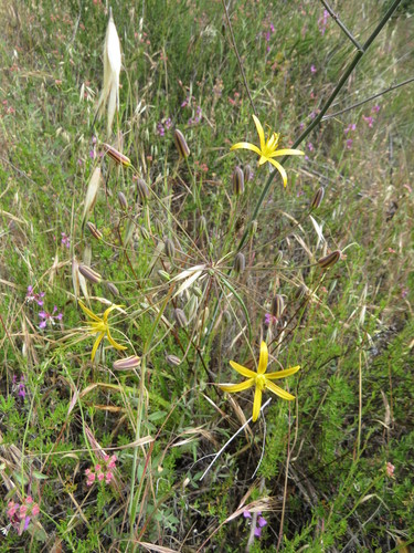 Common goldenstar (Bloomeria crocea)