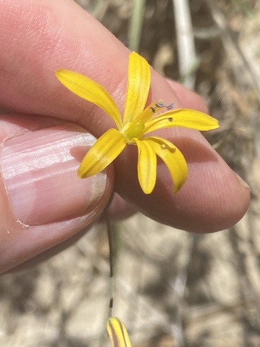 Common goldenstar (Bloomeria crocea)