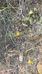 Common goldenstar (Bloomeria crocea)