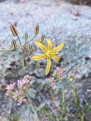 Common goldenstar (Bloomeria crocea)