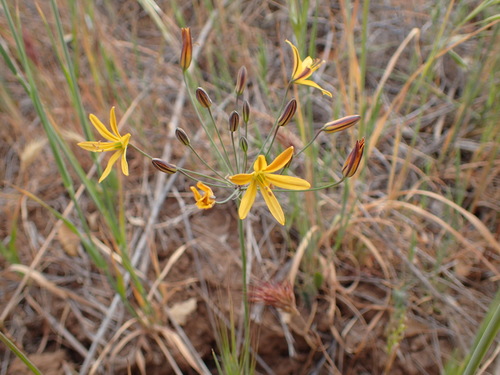 Common goldenstar (Bloomeria crocea)