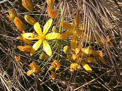 Common goldenstar: Bloomeria crocea — Goldenstar. Plant of California chaparral and woodlands habitats. In the Voorhis Ecological Reserve at California State Polytechnic Universit
