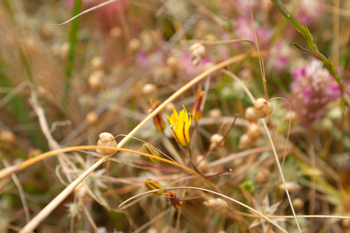 Dwarf goldenstar (Bloomeria humilis)