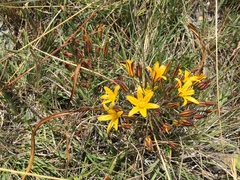 Dwarf goldenstar (Bloomeria humilis)