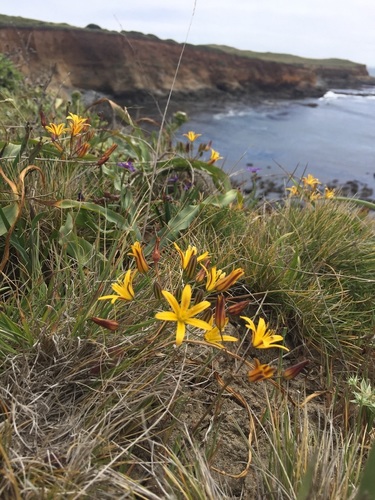Dwarf goldenstar (Bloomeria humilis)