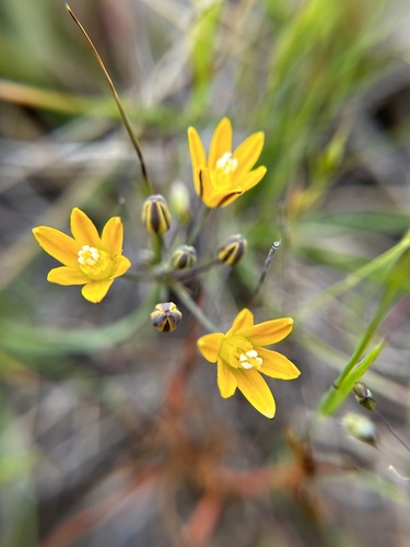 Dwarf goldenstar (Bloomeria humilis)