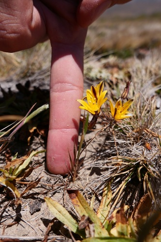 Dwarf goldenstar (Bloomeria humilis)
