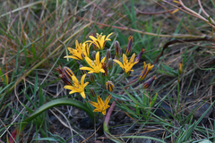 Dwarf goldenstar (Bloomeria humilis)