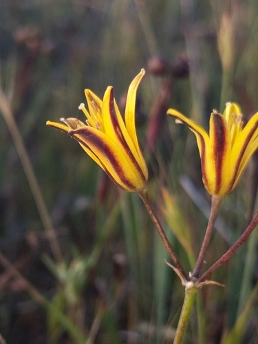 Dwarf goldenstar (Bloomeria humilis)