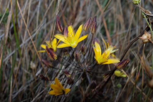 Dwarf goldenstar (Bloomeria humilis)