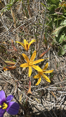 Dwarf goldenstar (Bloomeria humilis)