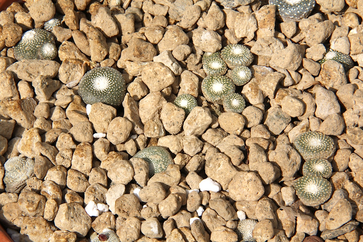 Blossfeldia liliputana: Blossfeldia liliputana
