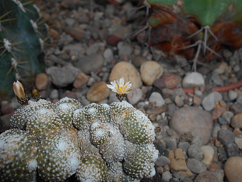 Blossfeldia liliputana: Blossfeldia liliputana , Ogród Botaniczny UMCS w Lublinie.