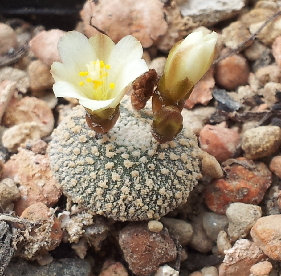 Blossfeldia liliputana: Blossfeldia liliputana in Kultur
