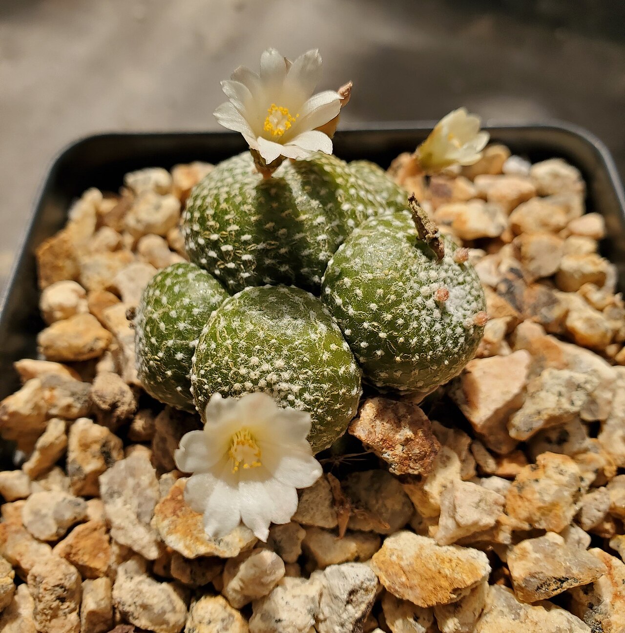 Blossfeldia liliputana: Blossfeldia liliputana, San Luis Obispo County, US-CA, US, 2020-04-03 (iNaturalist).