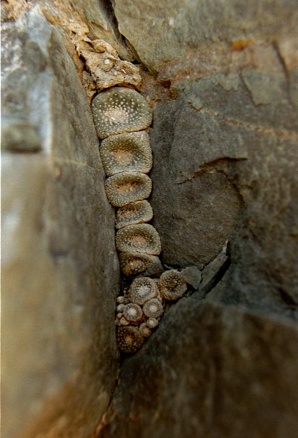 Blossfeldia liliputana: Blossfeldia liliputana in situ, Population Purmamarca, Salta, Argentinien