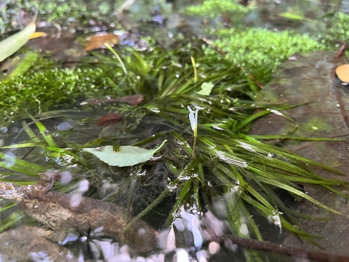 Blyxa japonica (Blyxa japonica)