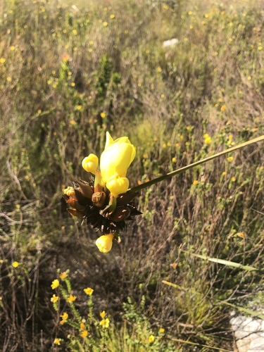 Bobartia anceps (Bobartia anceps)
