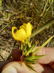 Bobartia anceps (Bobartia anceps)