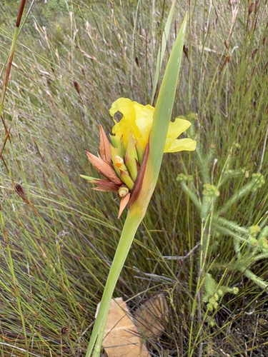 Bobartia anceps (Bobartia anceps)