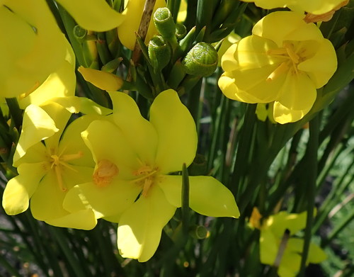 Bobartia aphylla (Bobartia aphylla)