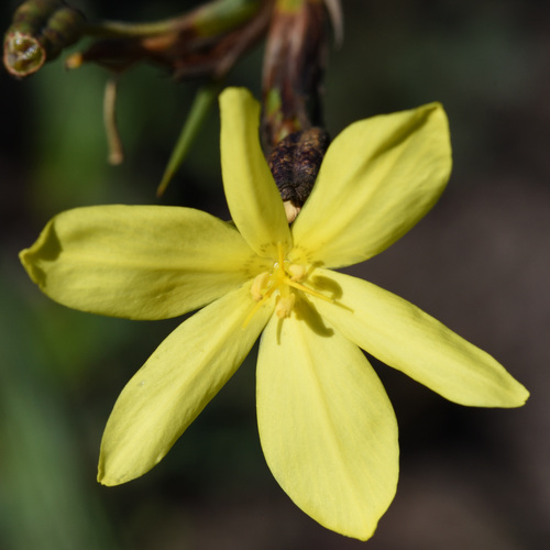 Bobartia aphylla (Bobartia aphylla)