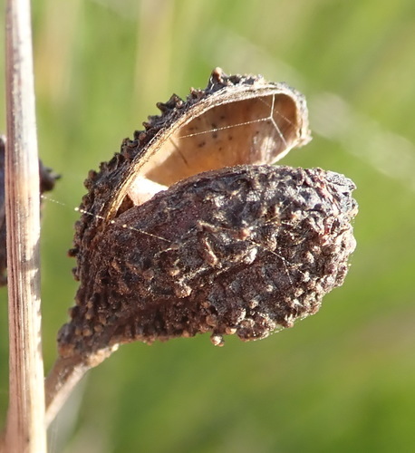 Bobartia aphylla (Bobartia aphylla)