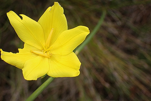 Bobartia aphylla (Bobartia aphylla)