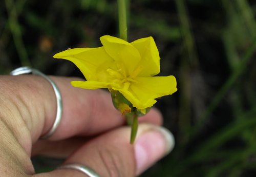 Bobartia aphylla (Bobartia aphylla)