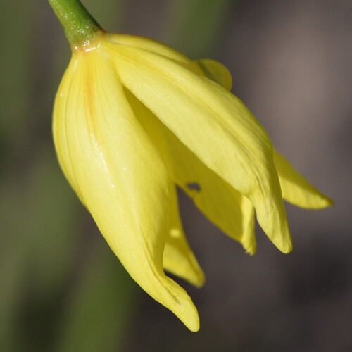 Bobartia aphylla (Bobartia aphylla)