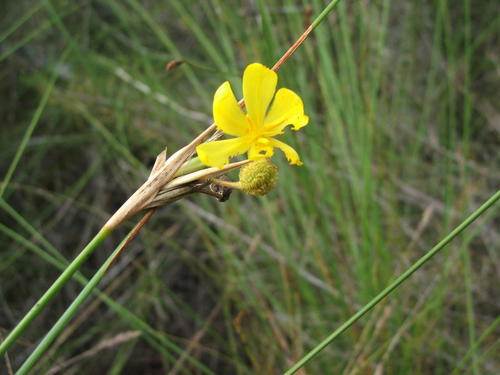 Bobartia aphylla (Bobartia aphylla)