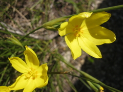 Bobartia aphylla (Bobartia aphylla)
