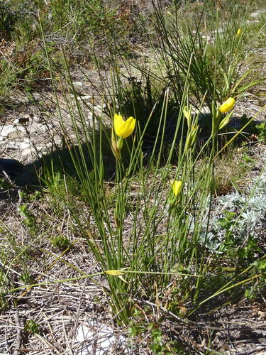 Bobartia aphylla (Bobartia aphylla)